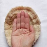 Authentic fungia coral 19 x 16 cm