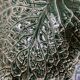 Cabbage leaf cups
