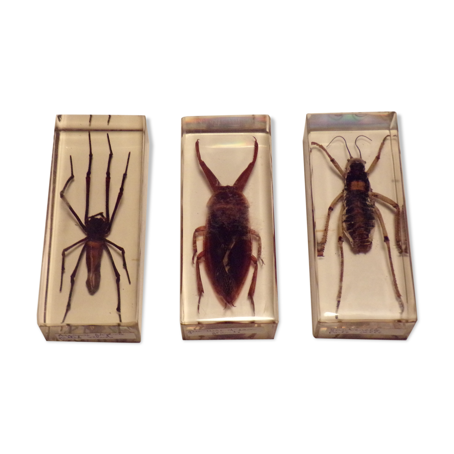 3 insectes inclusion sous résine