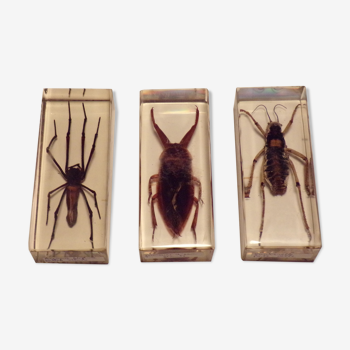 3 insectes inclusion sous résine