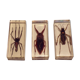 3 insectes inclusion sous résine