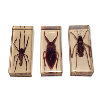 3 insects inclusion under resin