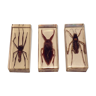 3 insects inclusion under resin