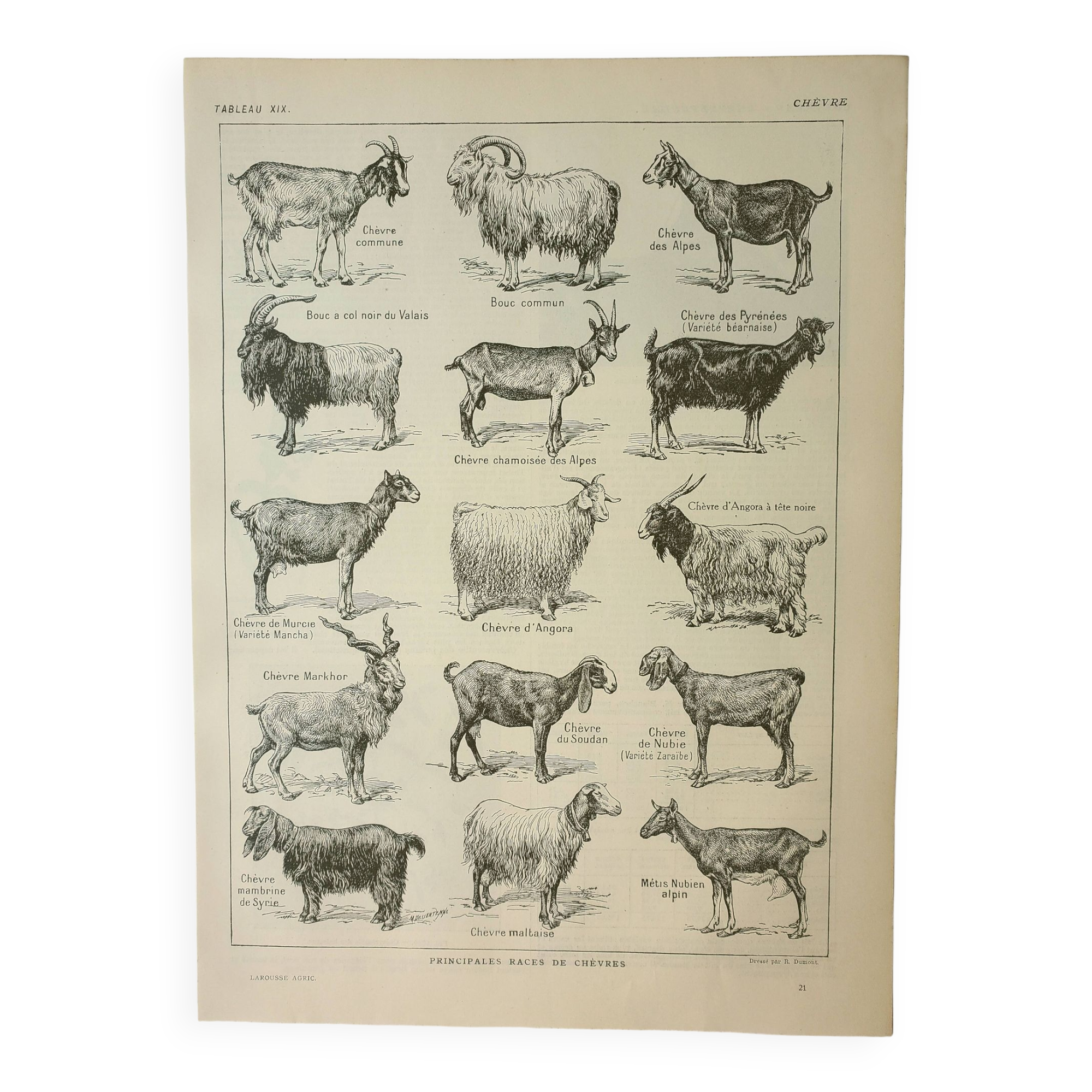 Old engraving 1922, Goats, main breeds, goats, farm • Lithograph, Original plate