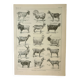 Old engraving 1922, Goats, main breeds, goats, farm • Lithograph, Original plate