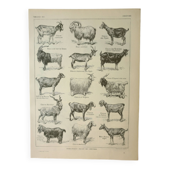 Gravure ancienne 1922, Chèvres, principales races, caprins, ferme • Lithographie, Planche originale