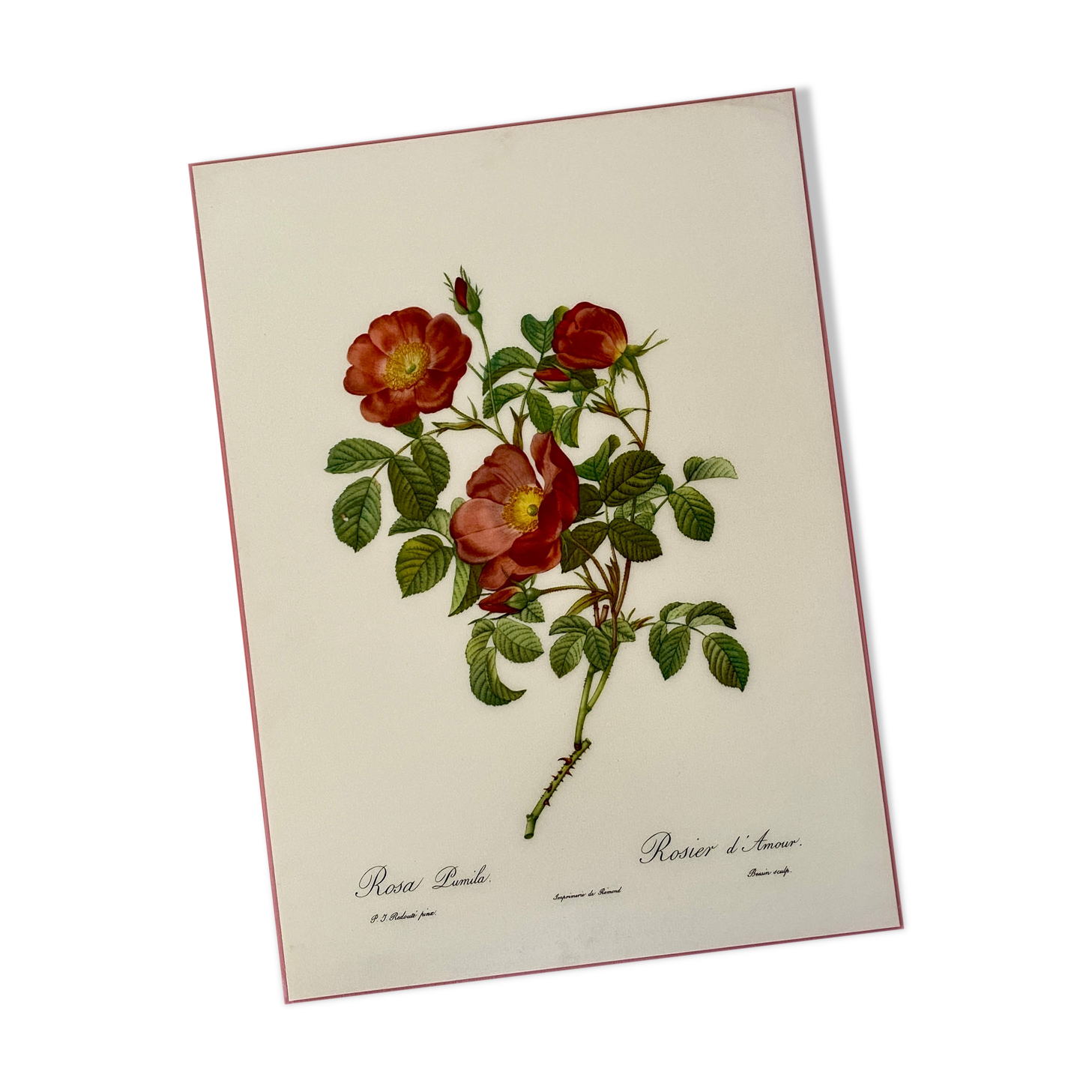 Affiche vintage, rosier d'amour de pj redouté