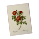 Affiche vintage, rosier d'amour de pj redouté
