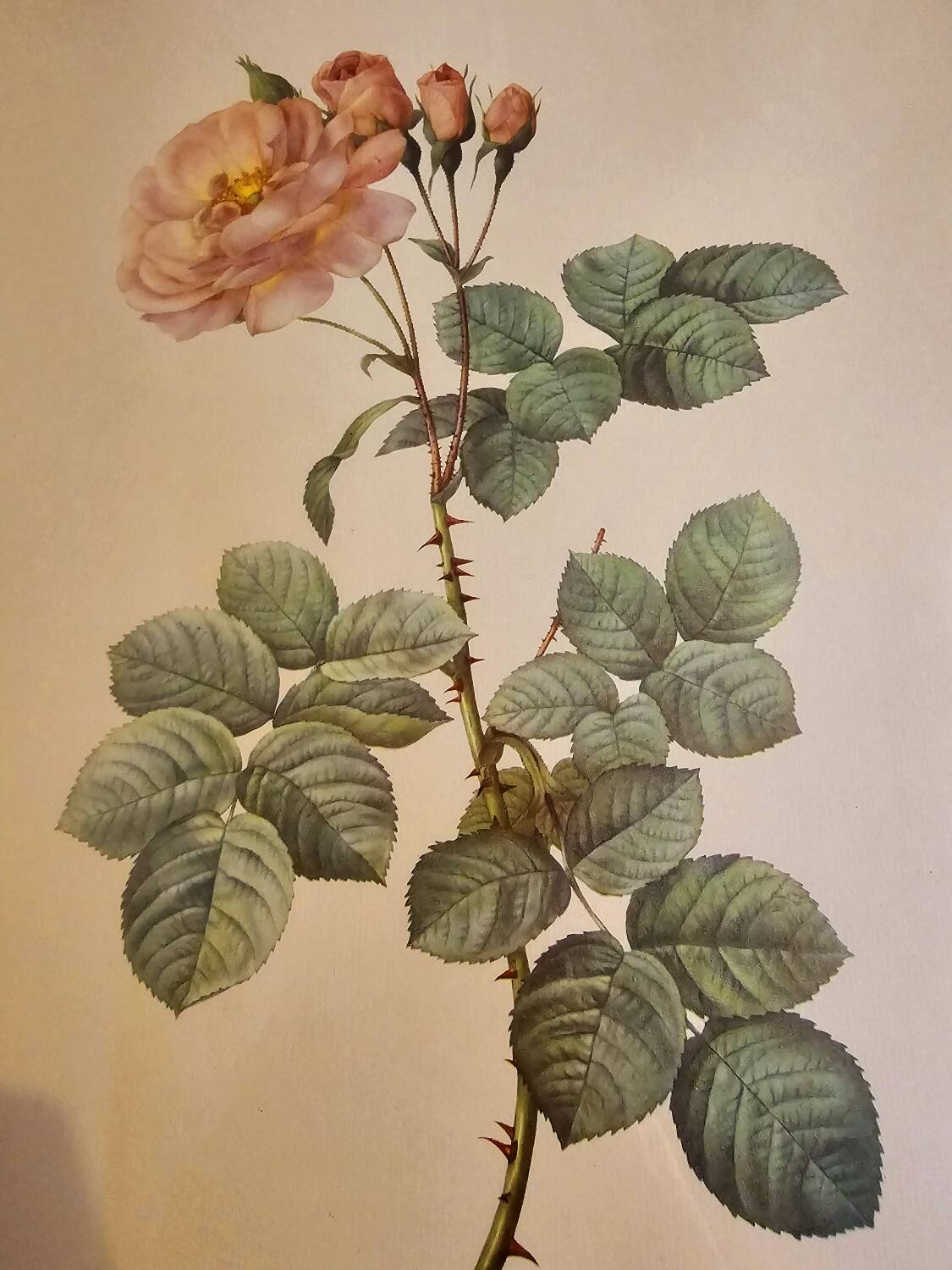 Frame pj Redouté le Rosier Aurore Poniatowska