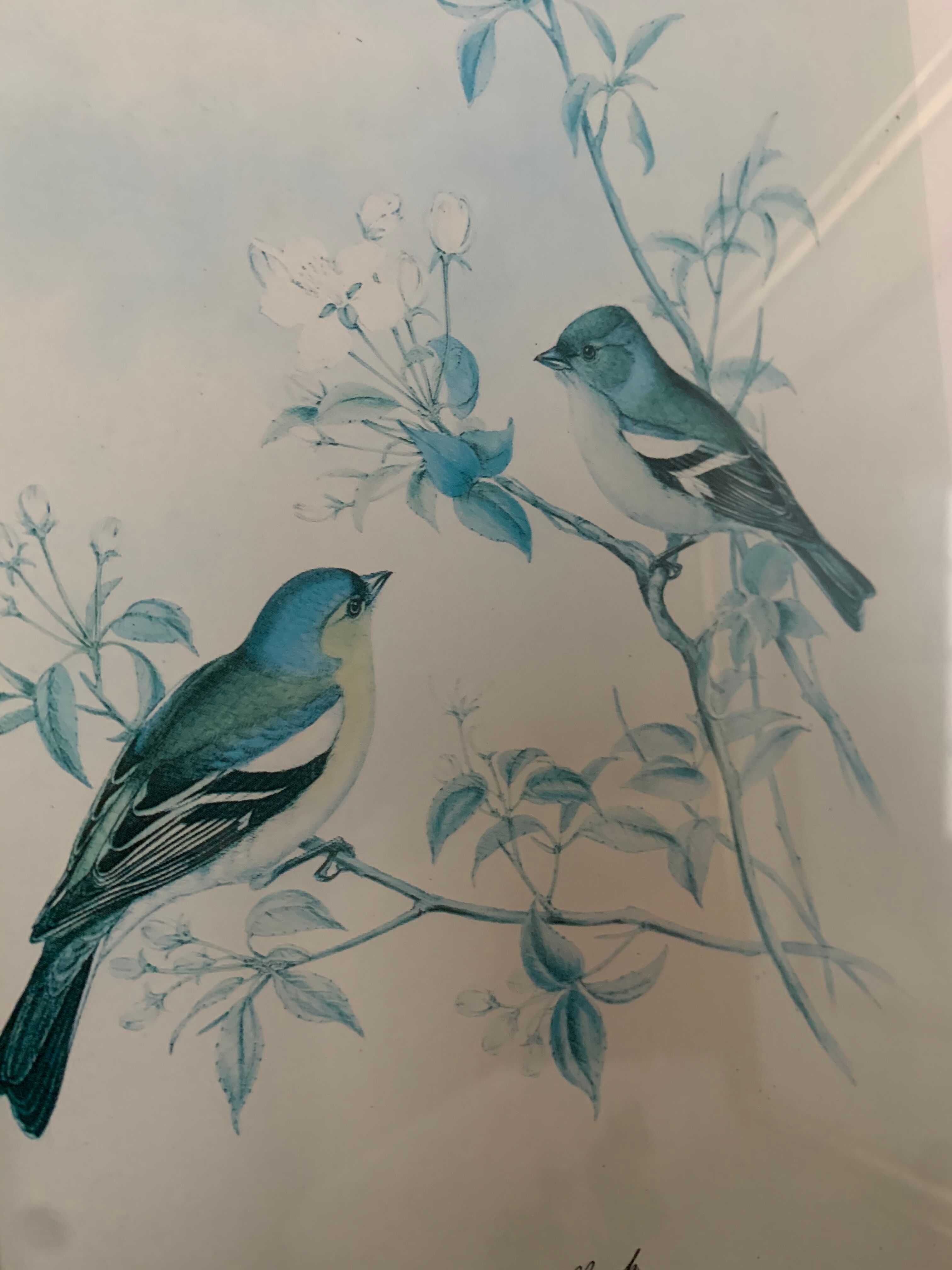 2 old John Gould illustrations