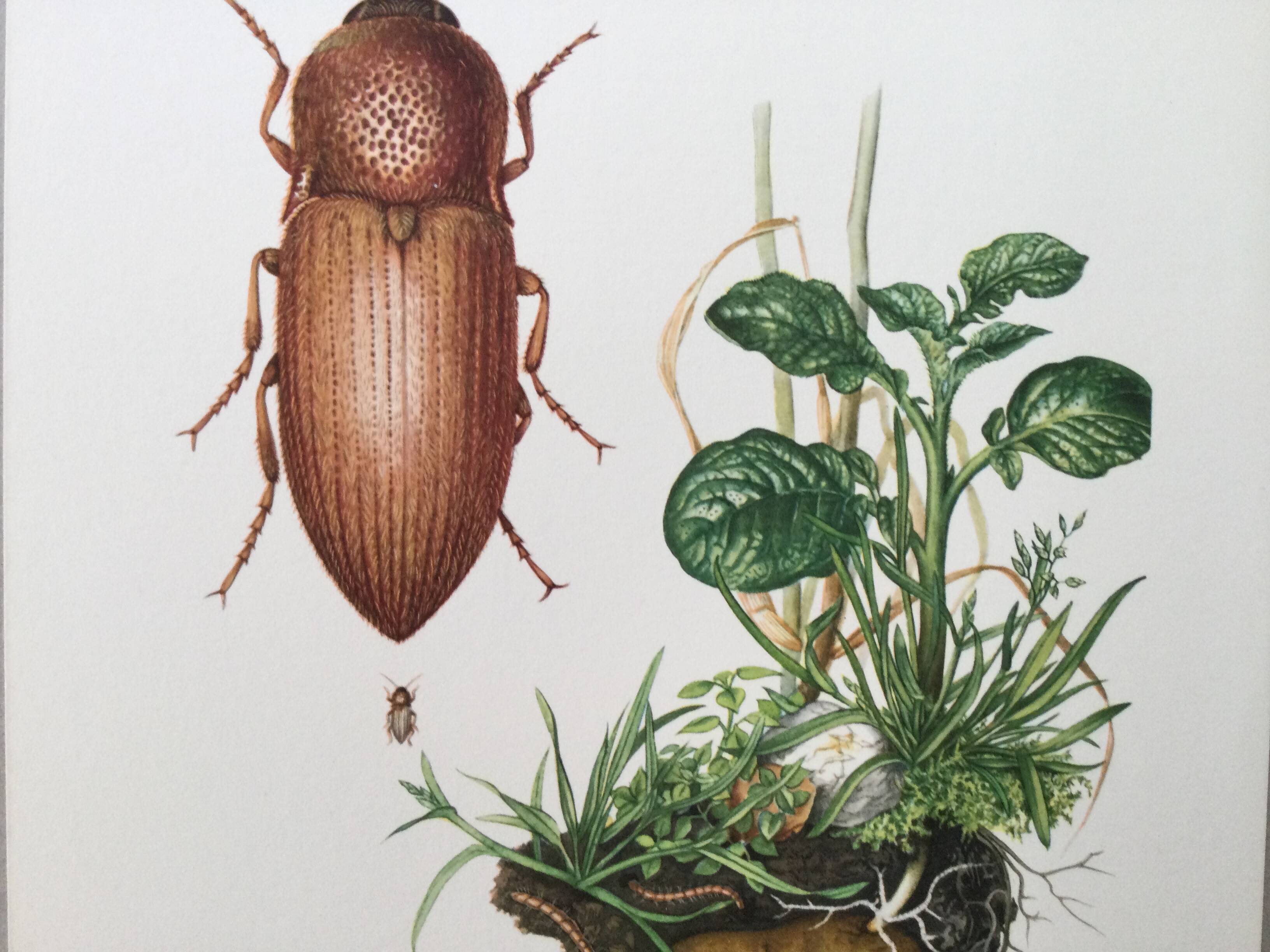 Vintage insect print, Original plate 1969.