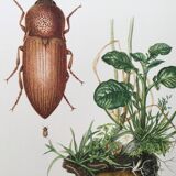 Vintage insect print, Original plate 1969.