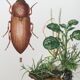 Impression insectes, planche originale 1969
