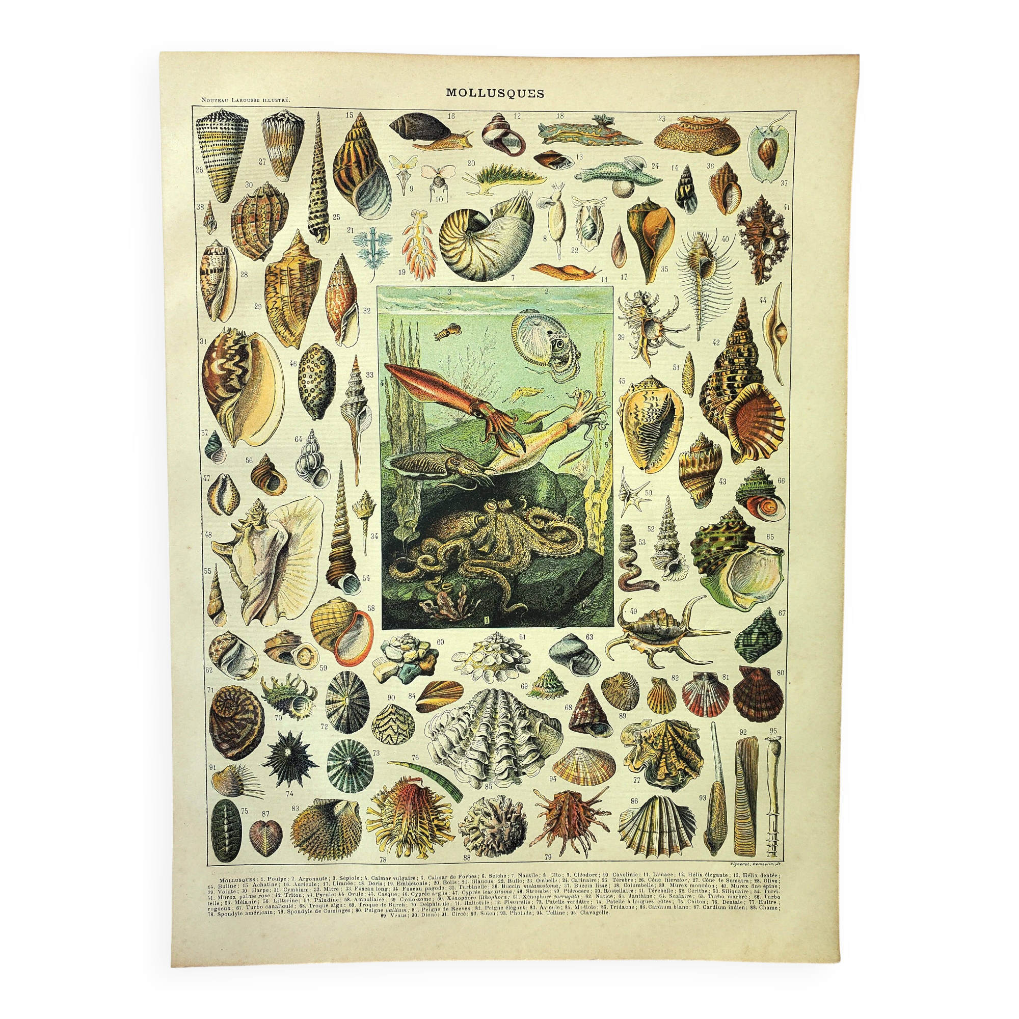 Antique engraving 1897 A. Millot - Mollusc, shellfish, fish