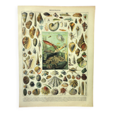 Gravure ancienne 1897 A. Millot - Mollusque, coquillage, poisson