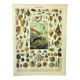 Antique engraving 1897 A. Millot - Mollusc, shellfish, fish
