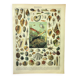 Antique engraving 1897 A. Millot - Mollusc, shellfish, fish