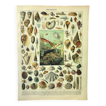 Antique engraving 1897 A. Millot - Mollusc, shellfish, fish