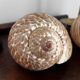Shells