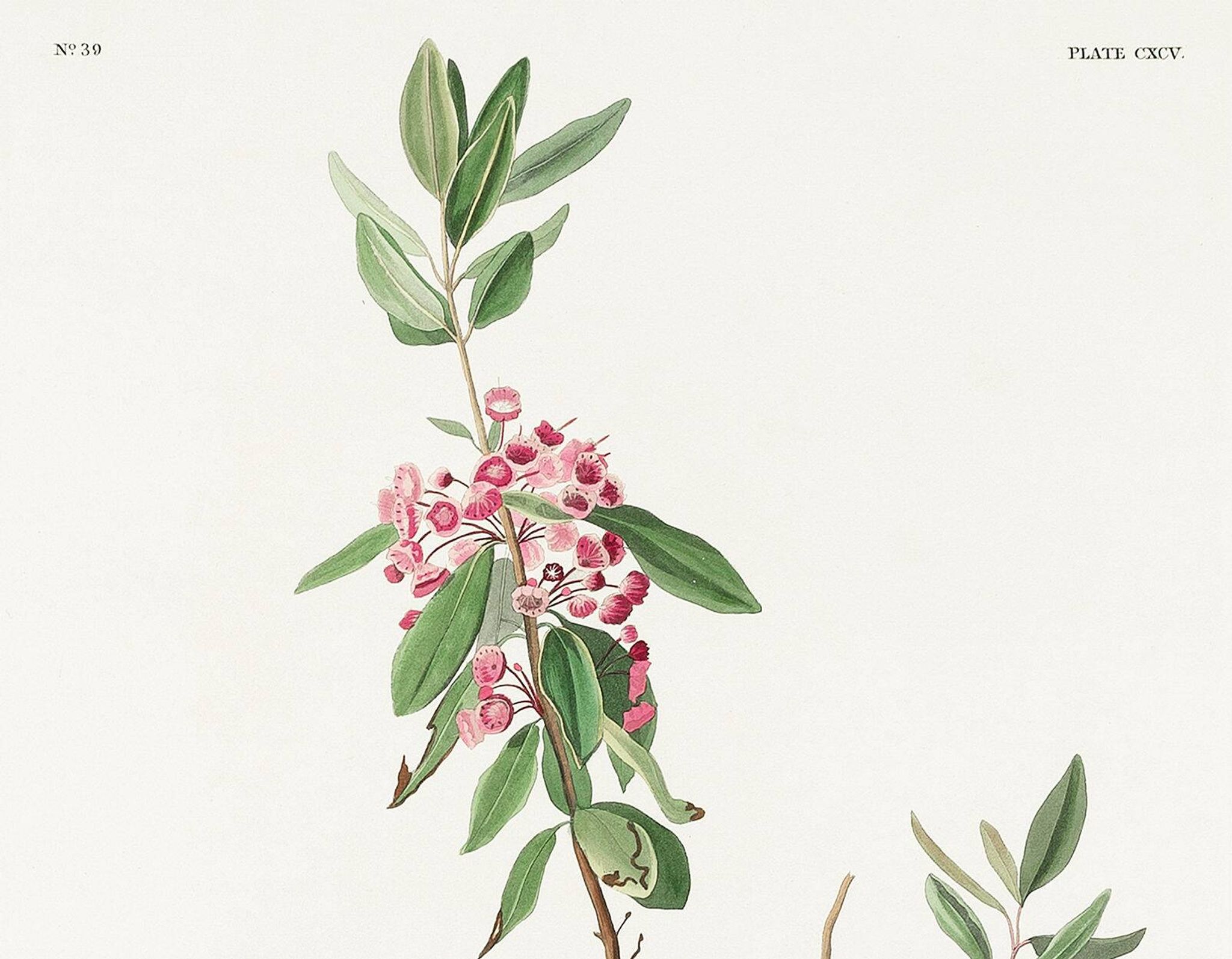Poster of the Ruby-crowned Kinglet, after an old engraving