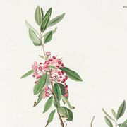 Poster of the Ruby-crowned Kinglet, after an old engraving