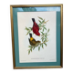 Framed zoological plate of birds