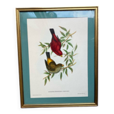 Framed zoological plate of birds