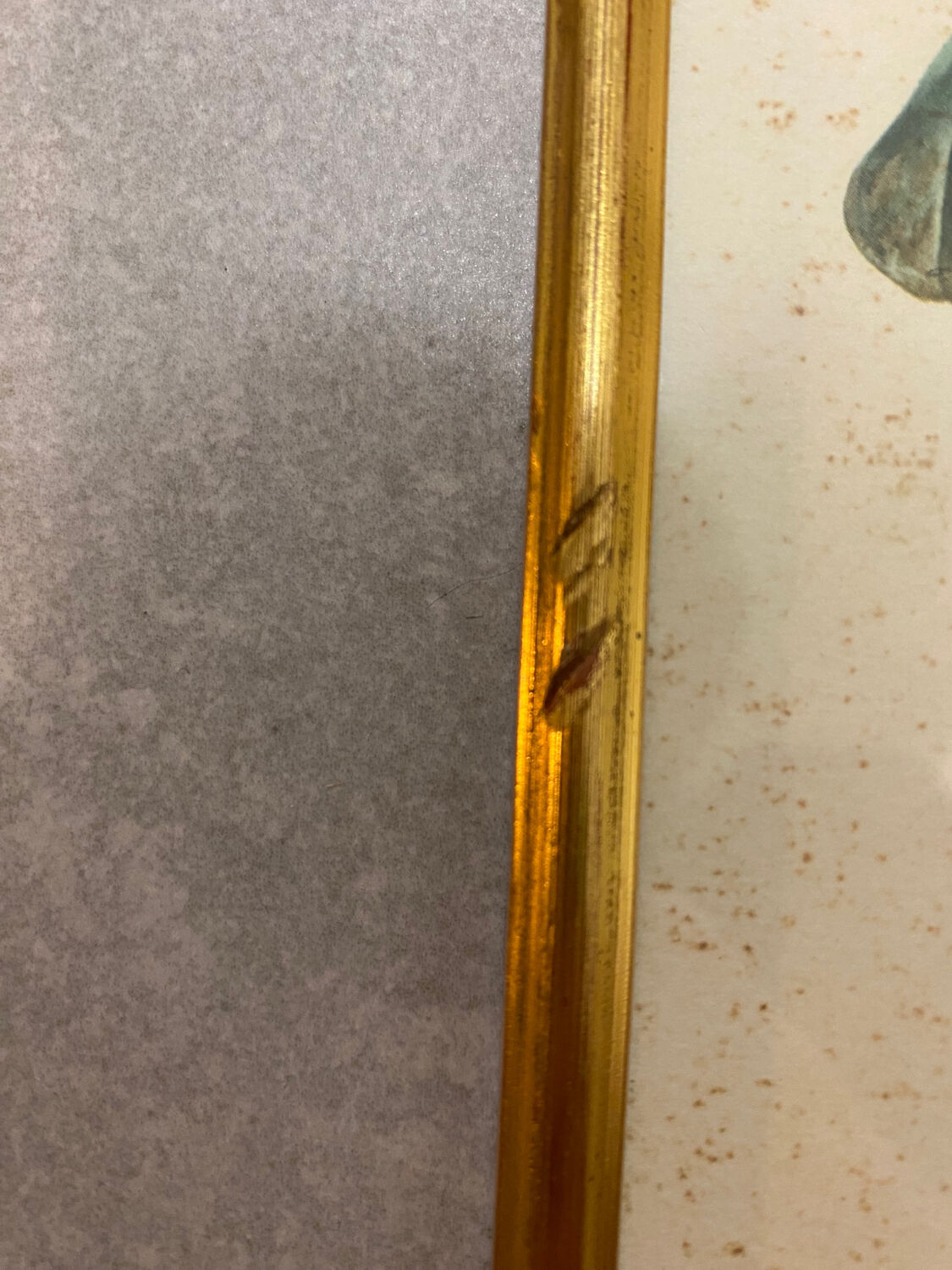 Planches zoologiques vintage -Papillons