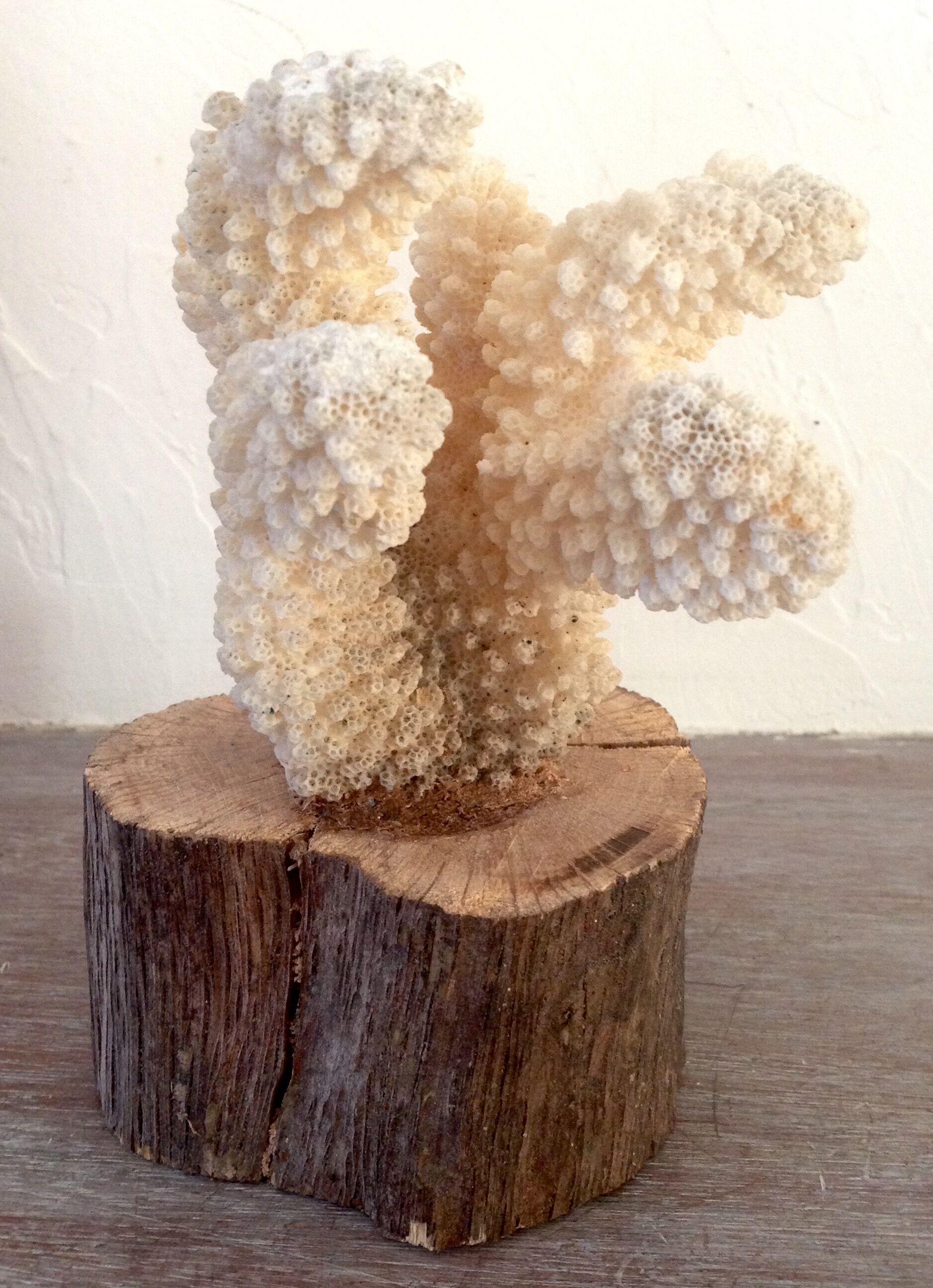 Coral vintage on wooden base