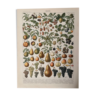 Lithograph engraving on fruits (almond) from 1897