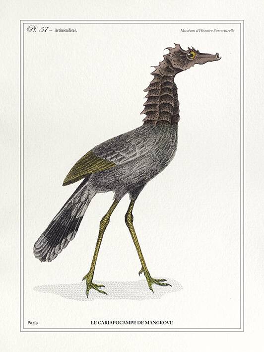 Lithograph engraving chimera animal - the cariapocampus