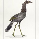 Lithograph engraving chimera animal - the cariapocampus