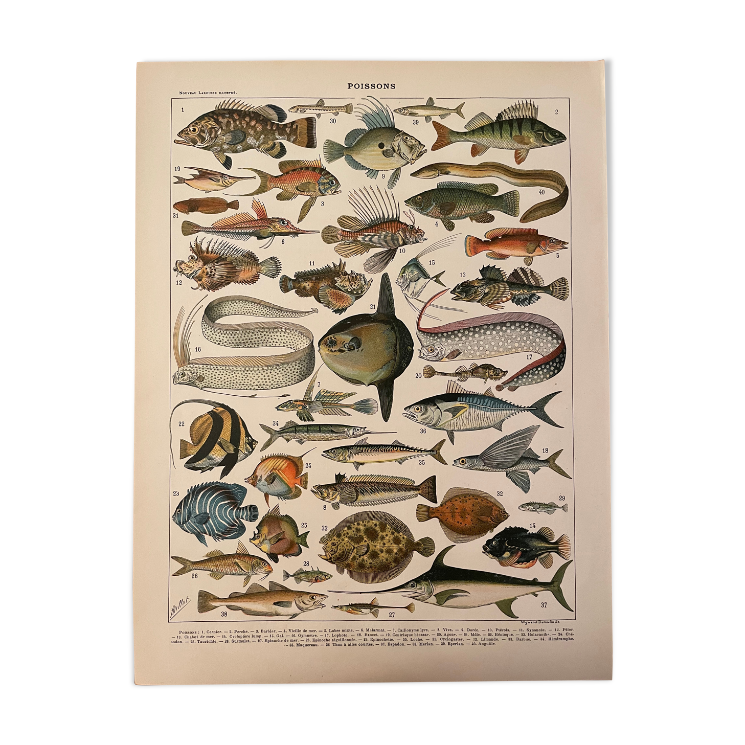 Lithograph engraving fish from 1897