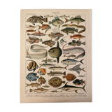 Lithograph engraving fish from 1897