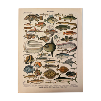 Lithographie gravure poissons de 1897