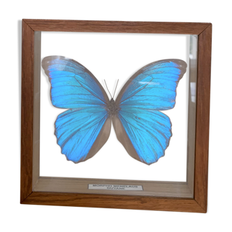 Butterfly frame