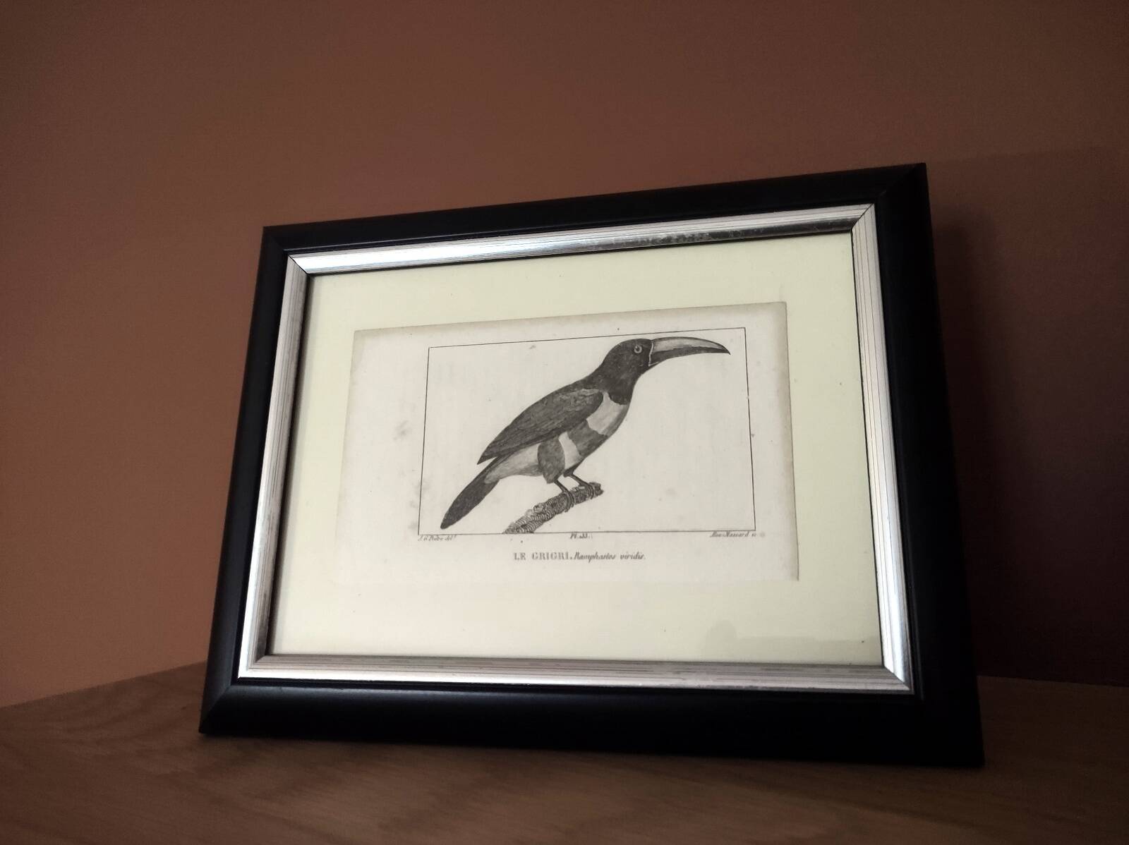 Small bird engraving from 1830 - Le Grigri - ornithological plate