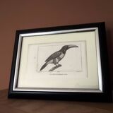 Small bird engraving from 1830 - Le Grigri - ornithological plate