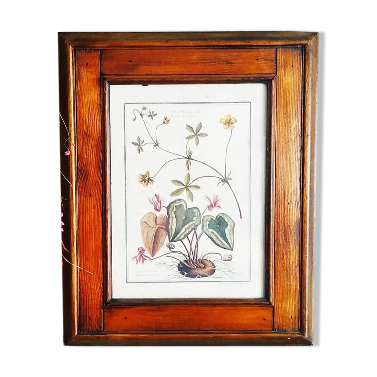 Lithographic botanical board frame