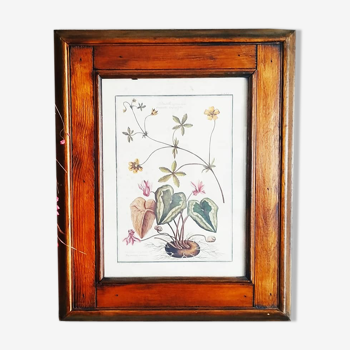 Lithographic botanical board frame