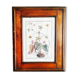 Lithographic botanical board frame