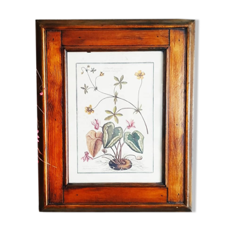 Lithographic botanical board frame