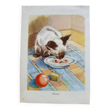 Zoological poster - Siamese cat