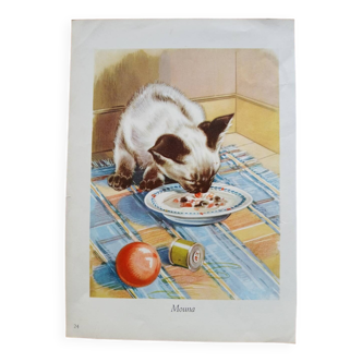 Zoological poster - Siamese cat