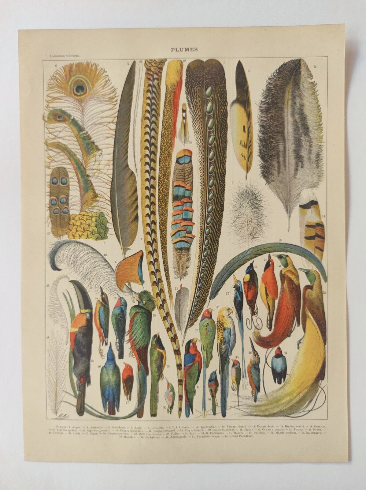 Affiche vintage de 1909