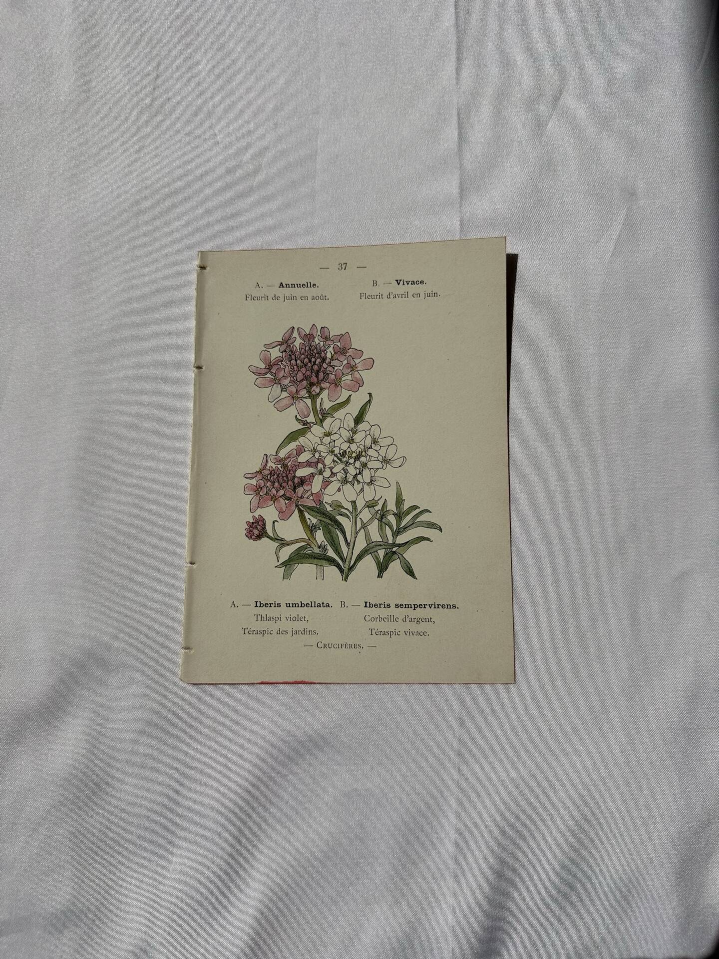 Botanical plate engraving flower France double-sided 19th century