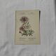 Botanical plate engraving flower France double-sided 19th century