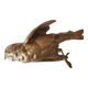 Bronze sparrow Comolera