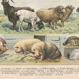 Planche ancienne sur les mammifères, 1897