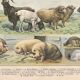 Planche ancienne sur les mammifères, 1897